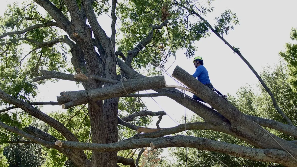 Professional Crown Thinning performed by certified arborists in Milford