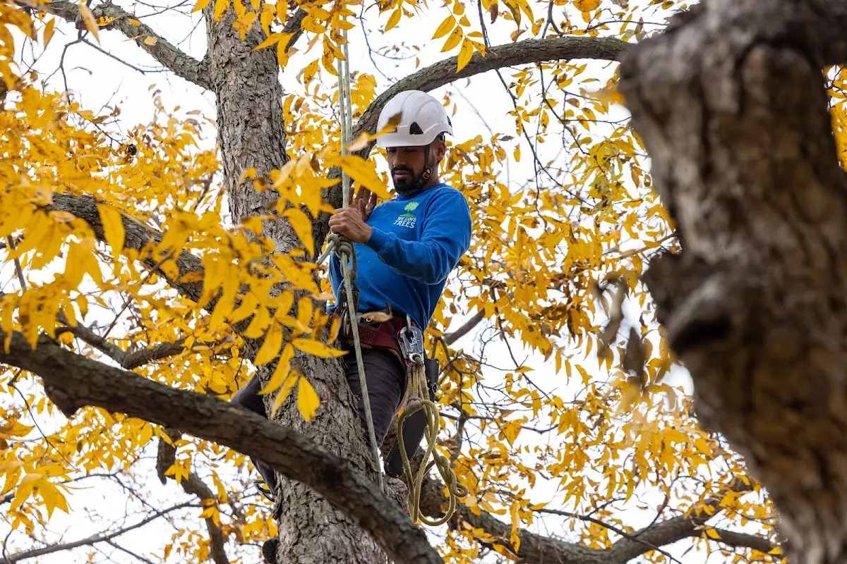 Skilled Emergency Tree Service crew working in Milford